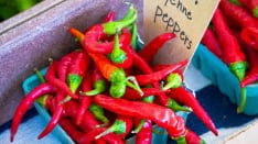 Cayenne Pepper Extract